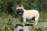 BOULEDOGUE FRANCAIS 049